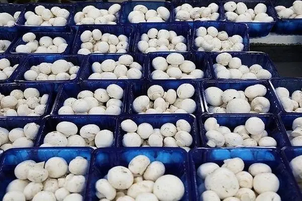راه‌اندازی پایانه فروش قارچ در تهران به زودی/ تولید قارچ ۲۰ درصد افزایش یافت