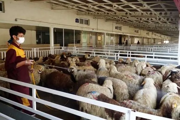 قیمت  گوسفند زنده  امروز 6 خرداد 1403