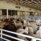 قیمت گوسفند  زنده امروز 1 خرداد 1403 