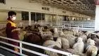 قیمت گوسفند  زنده امروز 1 خرداد 1403 