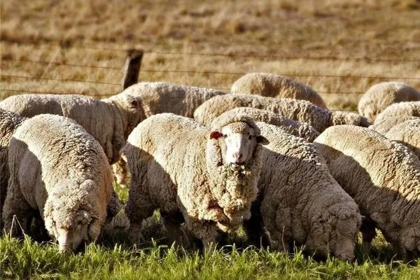 قیمت گوسفند زنده امروز 29 خرداد 1403 اعلام شد