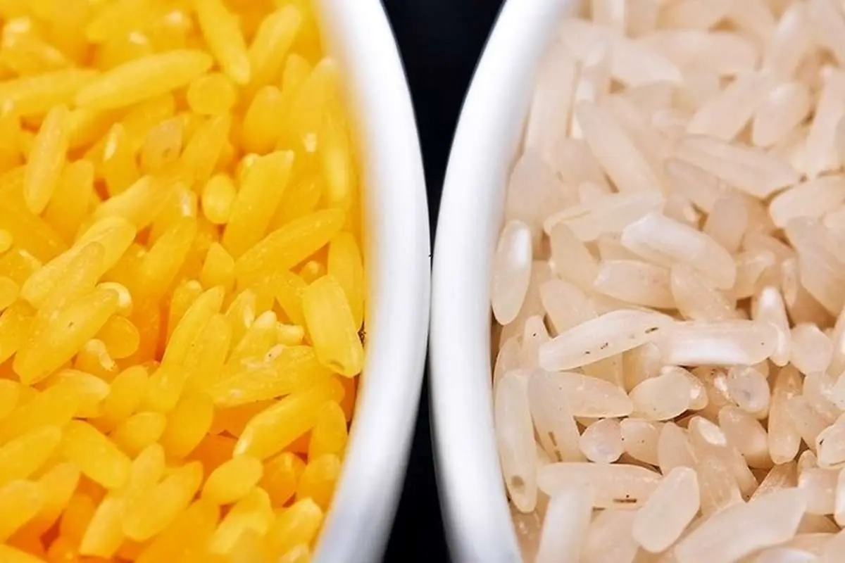 برنج طلایی تراریخته فیلیپینی چیست؟