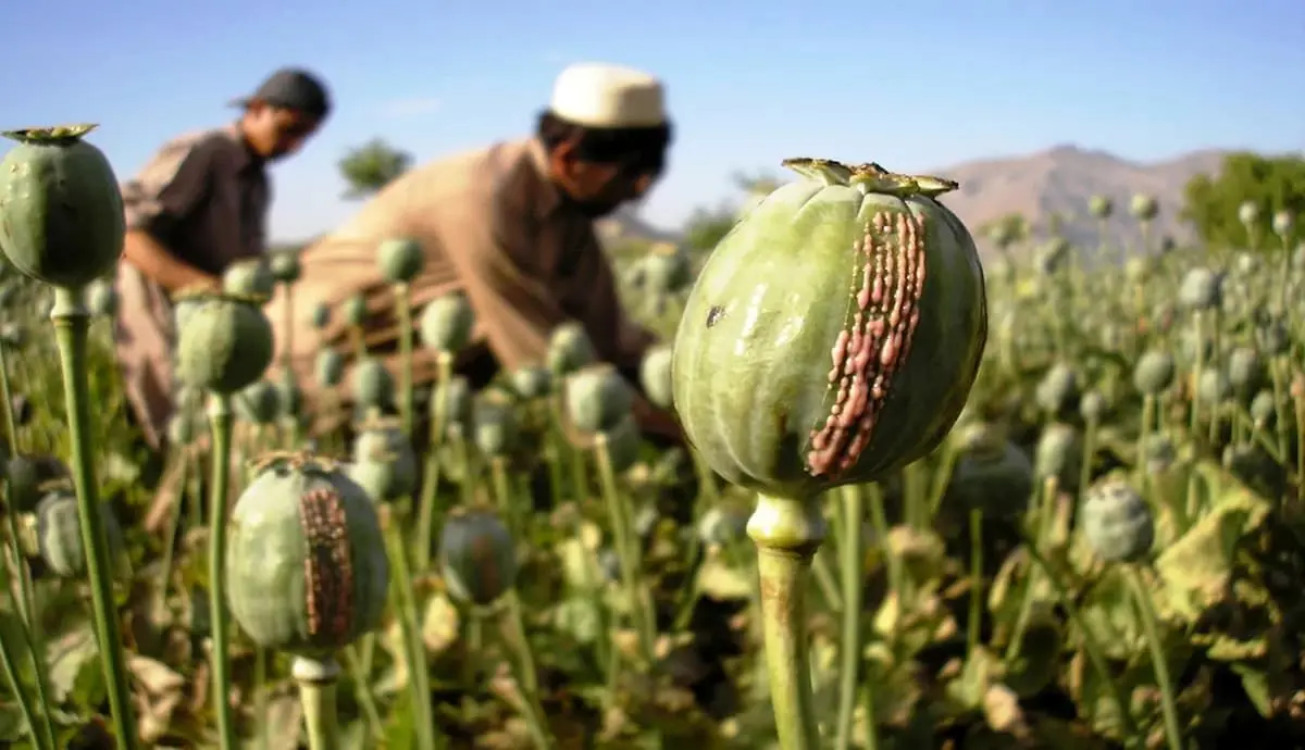 کاهش 92 درصدی درآمد کشاورزان افغانستان از محل فروش تریاک 