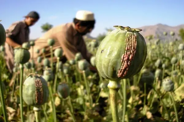 اقتصاد افغانستان به روایت بانک جهانی/ از هر 2 افغان یک نفر فقیر است