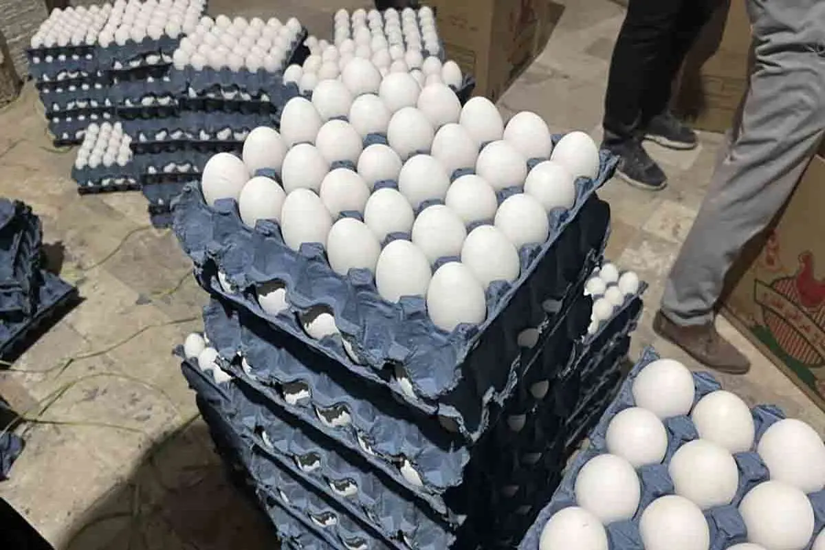 افزایش ۵ درصدی صادرات تخم مرغ / قیمت هر کیلو تخم مرغ به چند هزار تومان رسید؟