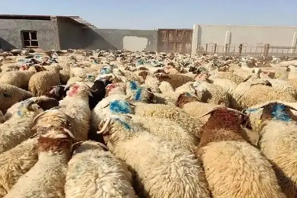 قاچاقچیان برای فرار از جریمه گوسفندهای زنده را به دریا ریختند
