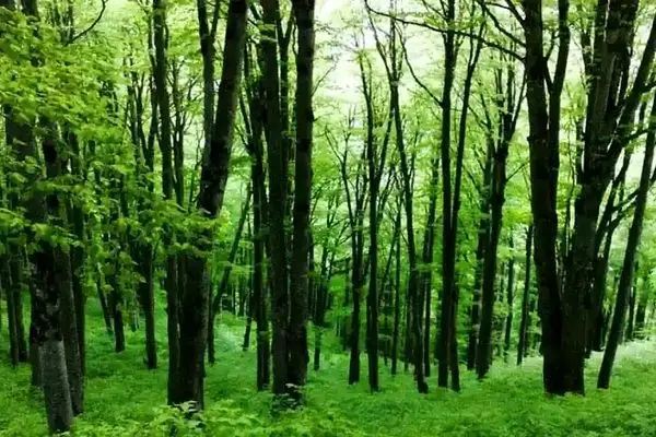 چرا دولت آمریکا قطع درختان در جنگل‌های قدیمی را ممنوع می‌کند؟