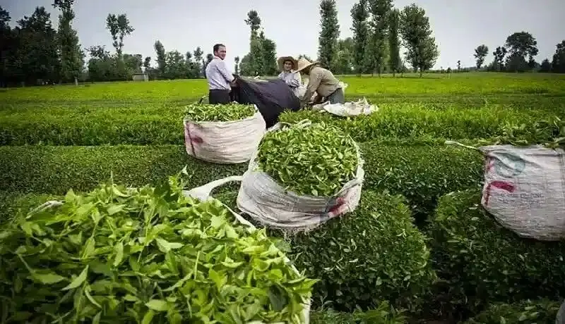 ثبت سفارش واردات چای بعد از ۷ ماه هنوز آزاد نشده است
