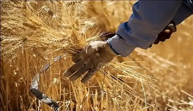 قیمت گندم اصلاح نشد / وعده‌های سرخرمن به کشاورزان!