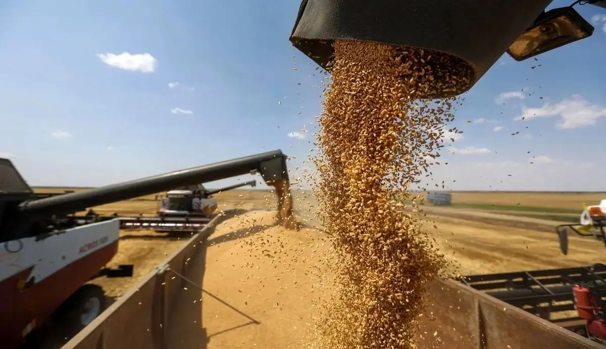 قیمت جهانی گندم افزایش یافت/ گندم در ایران هم گران می‌شود؟