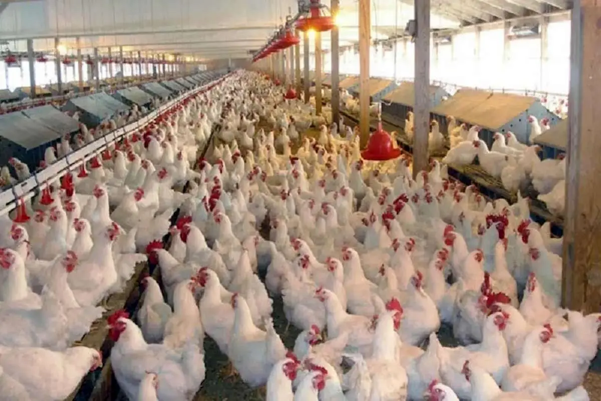 ۸۵۰۰ قطعه مرغ به دلیل قطعی برق در گناباد تلف شدند