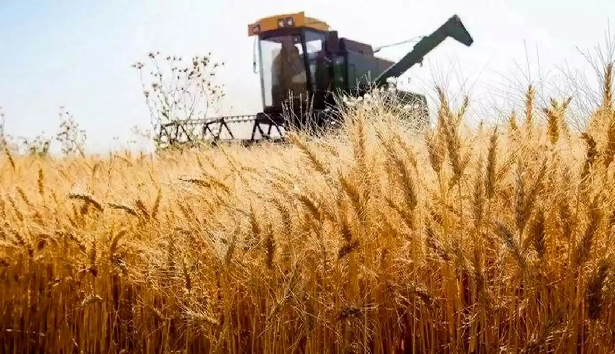 تداوم بالاتکلیفی قیمت گندم / کشاورزان خسته از وعده‌های تکراری