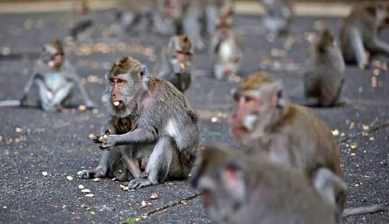 احتمال همه‌گیری آبله میمونی چقدر است؟