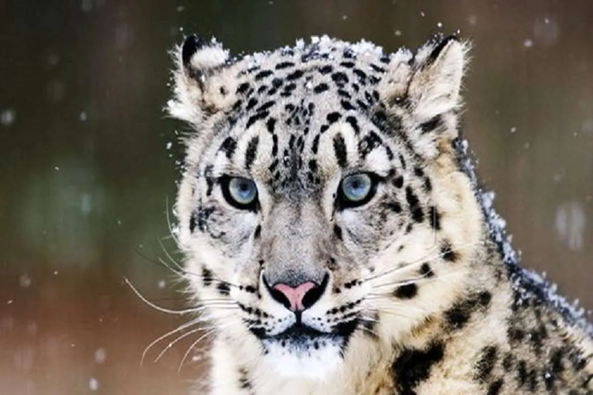 ۱۲۸ گونه جانوری در کشور در خطر انقراض