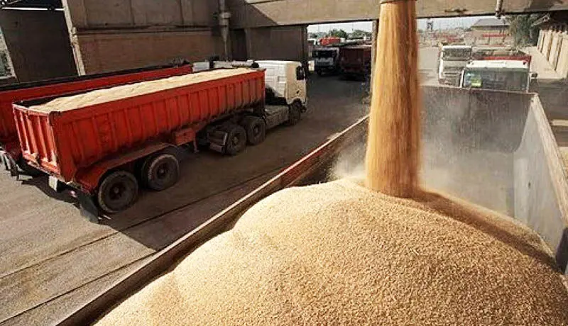 واردات ۵ میلیون تن گندم و غلات از روسیه