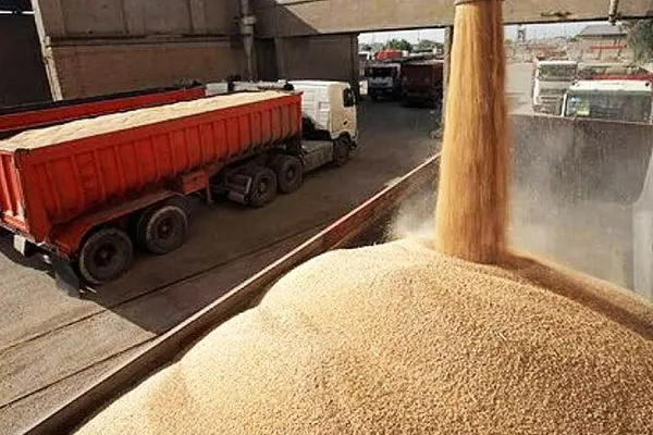 تولید غلات ایران از ۲۳ میلیون تن گذشت
