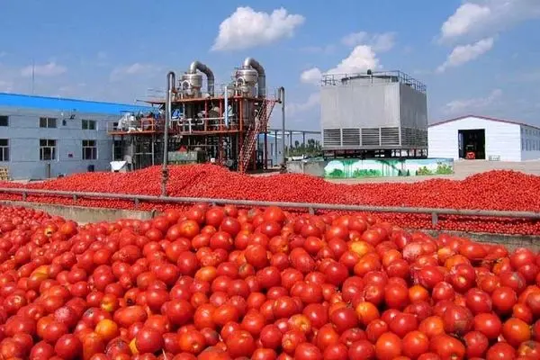 گوجه مشمول عوارض صادراتی شد/ قیمت گوجه کاهش می‌یابد؟