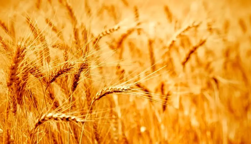 استرالیا در تولید گندم رکورد زد/ کمبود جهانی گندم جبران می‌شود؟