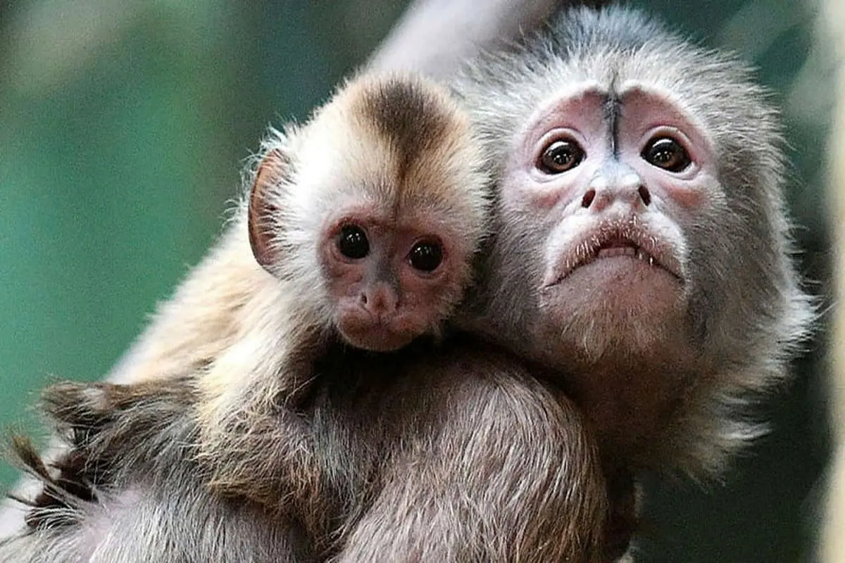 هیچ موردی از آبله میمونی در کشور شناسایی نشده است
