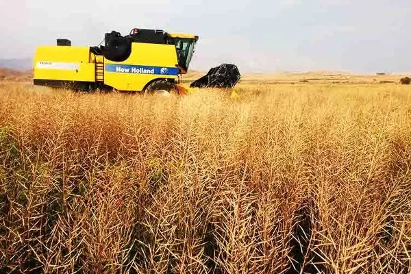 کلزاکاران گلستانی چشم به راه پرداخت مطالبات