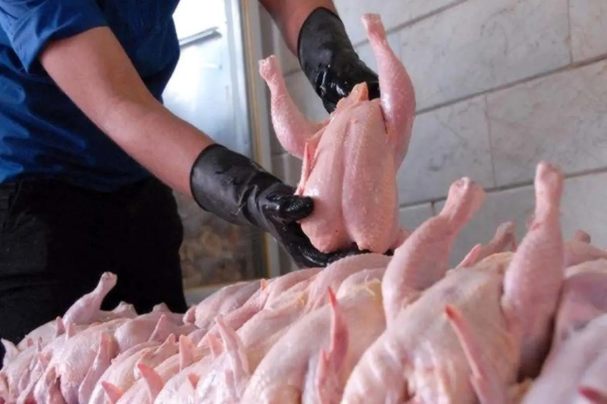 قیمت تمام شده مرغ بیش از ۴۵ هزار تومان است/ احتمال تعطیلی برخی از مرغداری‌ها