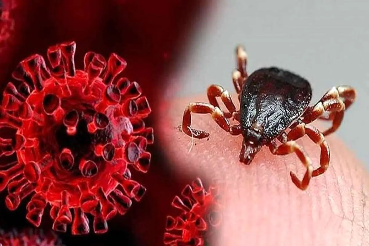 تب کریمه کنگو ۱ کشته داشت/ این ویروس قابل پیشگیری است؟