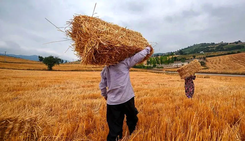 تولید گندم ایران ۴ میلیون تن افزایش می‌یابد