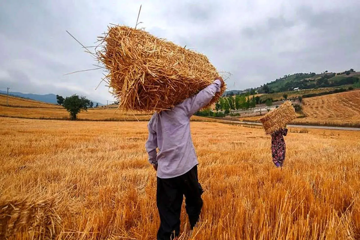 تولید گندم ایران ۴ میلیون تن افزایش می‌یابد