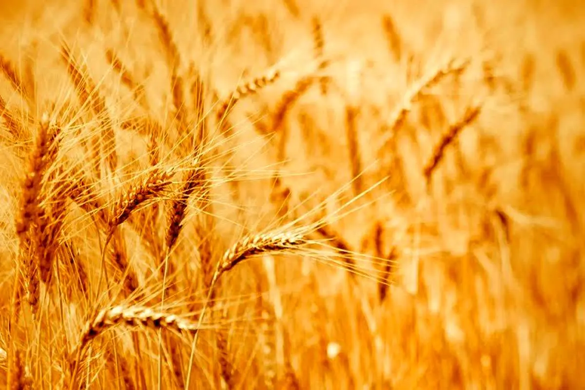 واردات ۱۳۹ هزار تن گندم به کشور