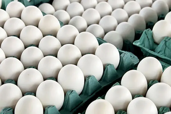 قیمت تخم مرغ کاهش می‌یابد؟