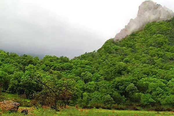 خسارت ۲۰برابری آفات به زاگرس/ جای خالی IPM در مهار بحران آفات جنگلی