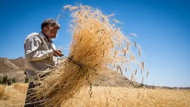 پرداخت مطالبات گندمکاران به‌زودی