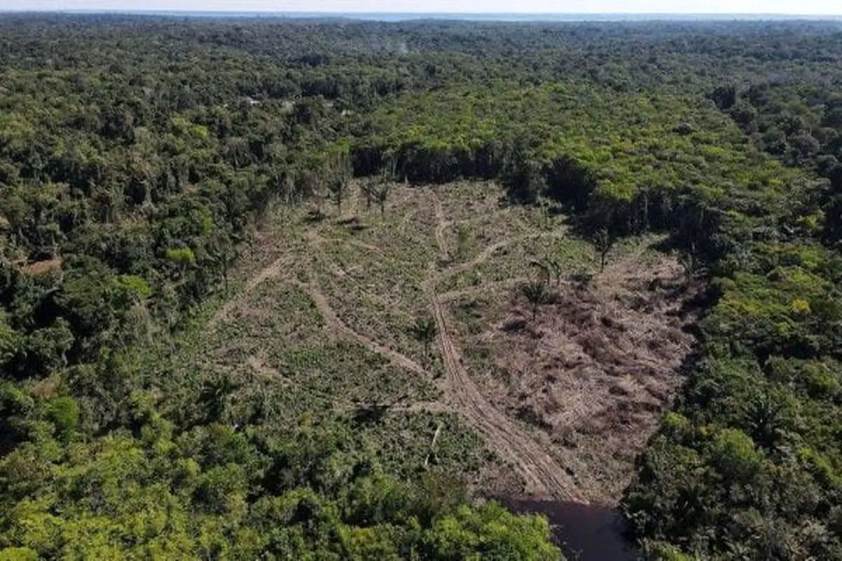 افزایش تهدیدها علیه جنگل آمازون/ شرکت‌های مواد غذایی، متهمان ردیف اول