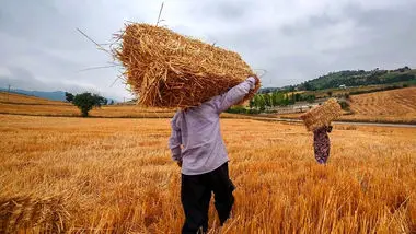 وعده دولت برای پرداخت مطالبات گندمکاران