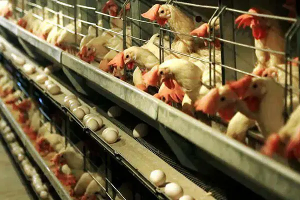 احتمال توقف تولید تخم مرغ/ قیمت تخم مرغ افزایش می‌یابد؟