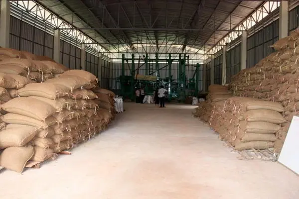 کاهش واردات برنج از هند و پاکستان/ قیمت برنج افزایش می‌یابد؟