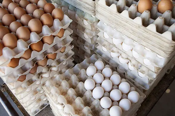 صادرات بیش از ۱۳۶ هزار تن تخم مرغ از کشور