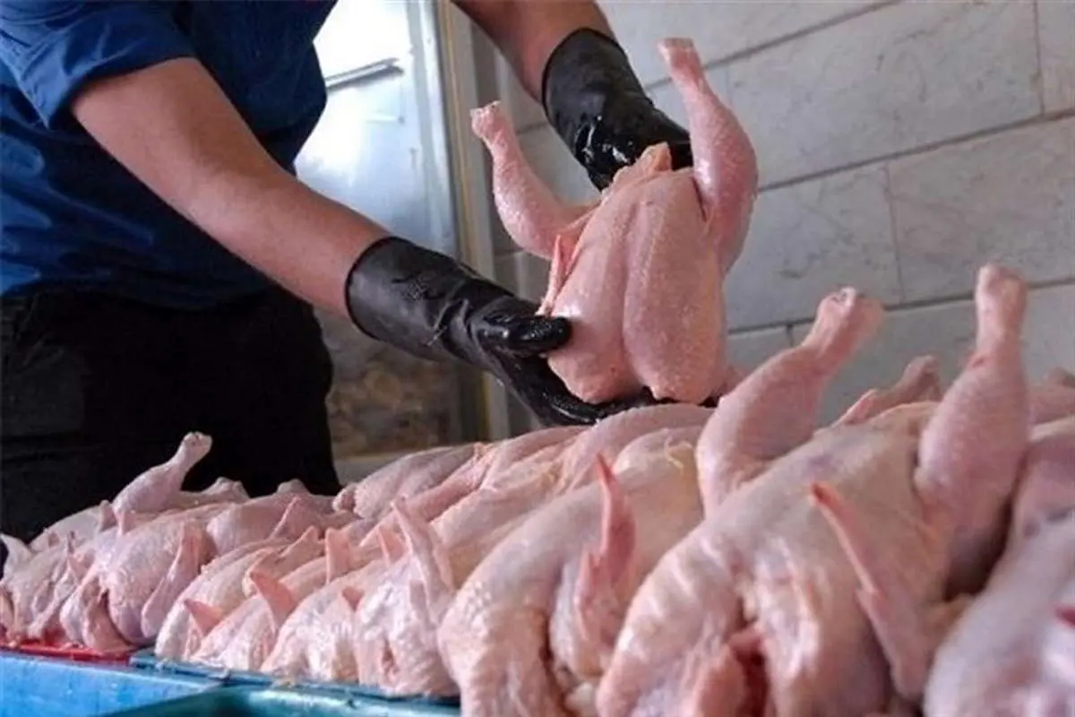 قمیت مرغ امروز ۶ مهر ۱۴۰۱/ فروش مرغ زنده و آماده طبخ بالاتر از نرخ مصوب ممنوع