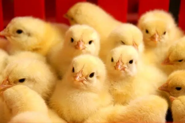 آخرین آمار جوجه ریزی در کشور/ کاهش قیمت مرغ زنده در بازار