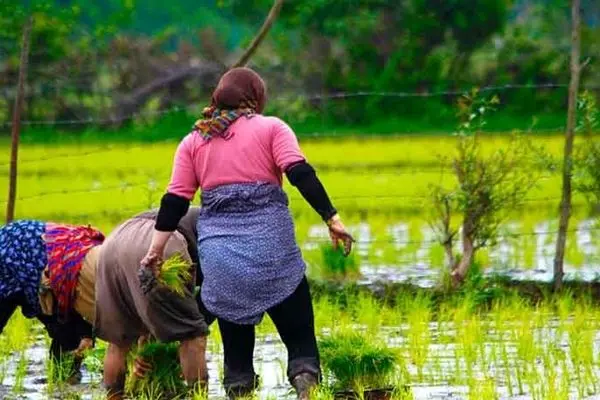 تبدیل شالیزارهای ایران به باغ کیوی و ویلا/ مردم شمال هم به مصرف برنج هندی روی آوردند