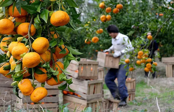 مرگ تدریجی مرکبات مازندران؛ وقتی سود فروش باغداران صرف درمان می شود