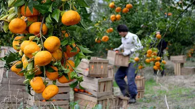 طرد مرکبات ایران از بازار جهانی/ جای خالی کیفیت در صادرات