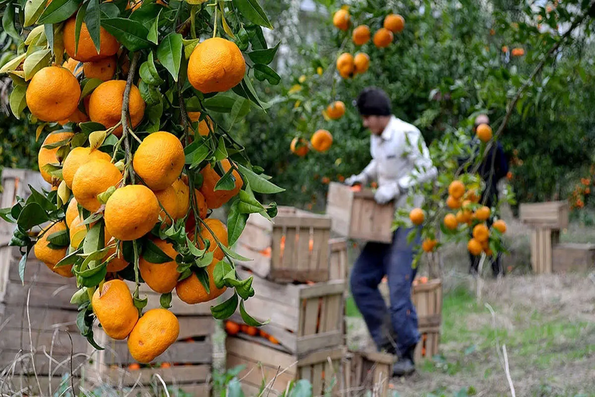 طرد مرکبات ایران از بازار جهانی/ جای خالی کیفیت در صادرات