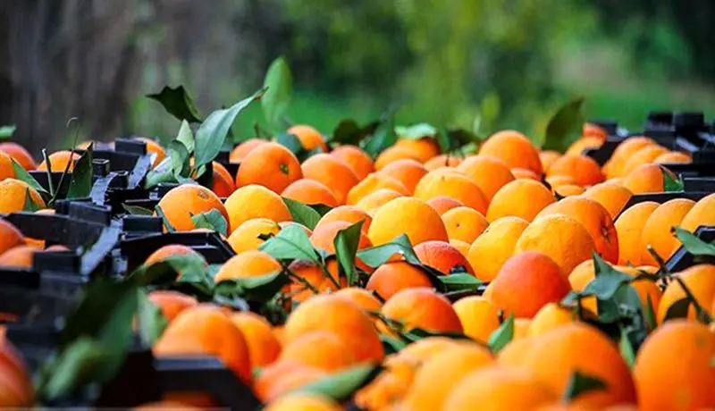 عرضه پرتقال‌های آلوده با نرخ‌های نجومی/ مازاد 2.5 میلیون تُنی پرتقال