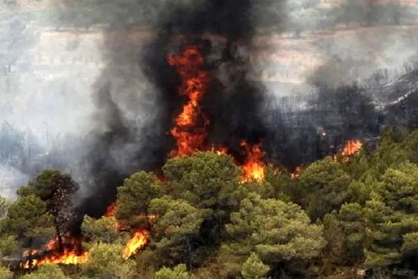آتش ۱۰ هکتار از جنگل های نور را خاکستر کرد