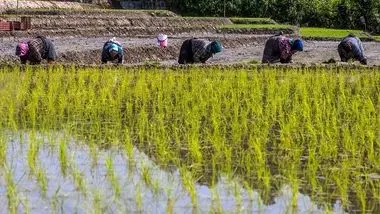 برنج طارم کیلویی 80 هزار تومان! / بی‌میلی بنکداران به خرید برنج