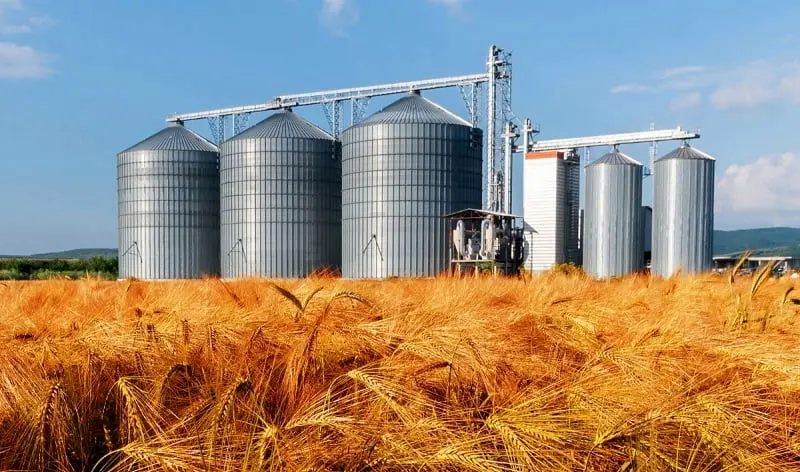 رشد 45 درصدی تولید گندم در سال جاری