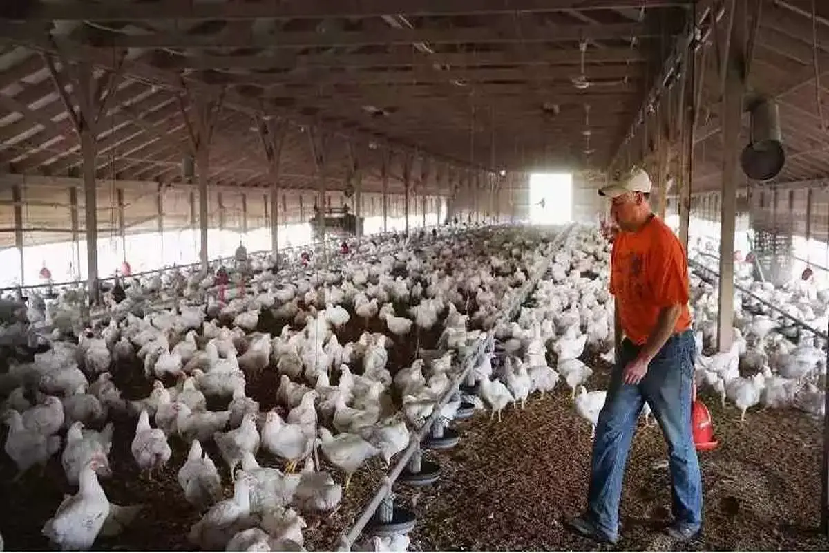 دولت برای کاهش قیمت مرغ به تولیدکنندگان وام می‌دهد!