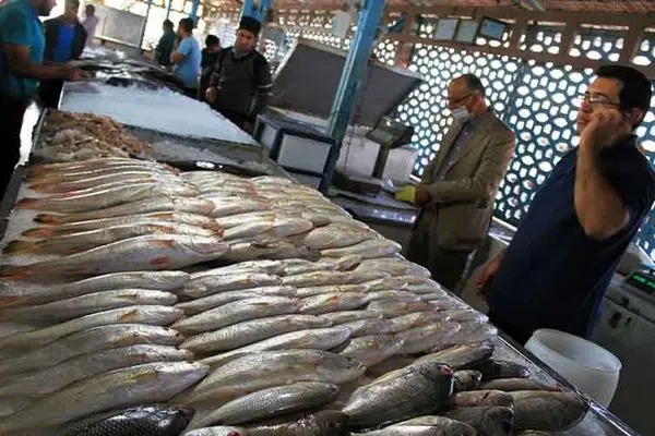 تولید ماهی تیلاپیا آزاد شد