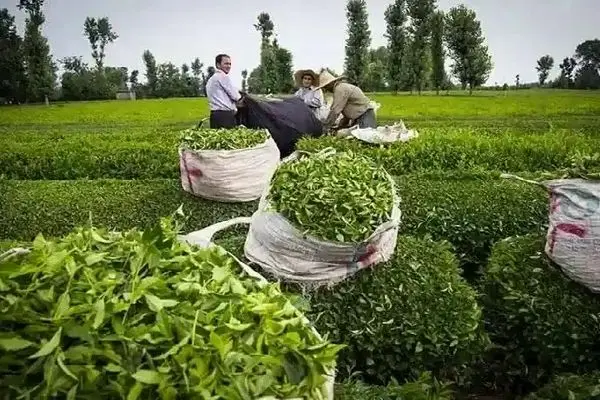 صادرات چای از تولید پیشی گرفت! / ماجرای اختلاف آمارها در تجارت چای چیست؟